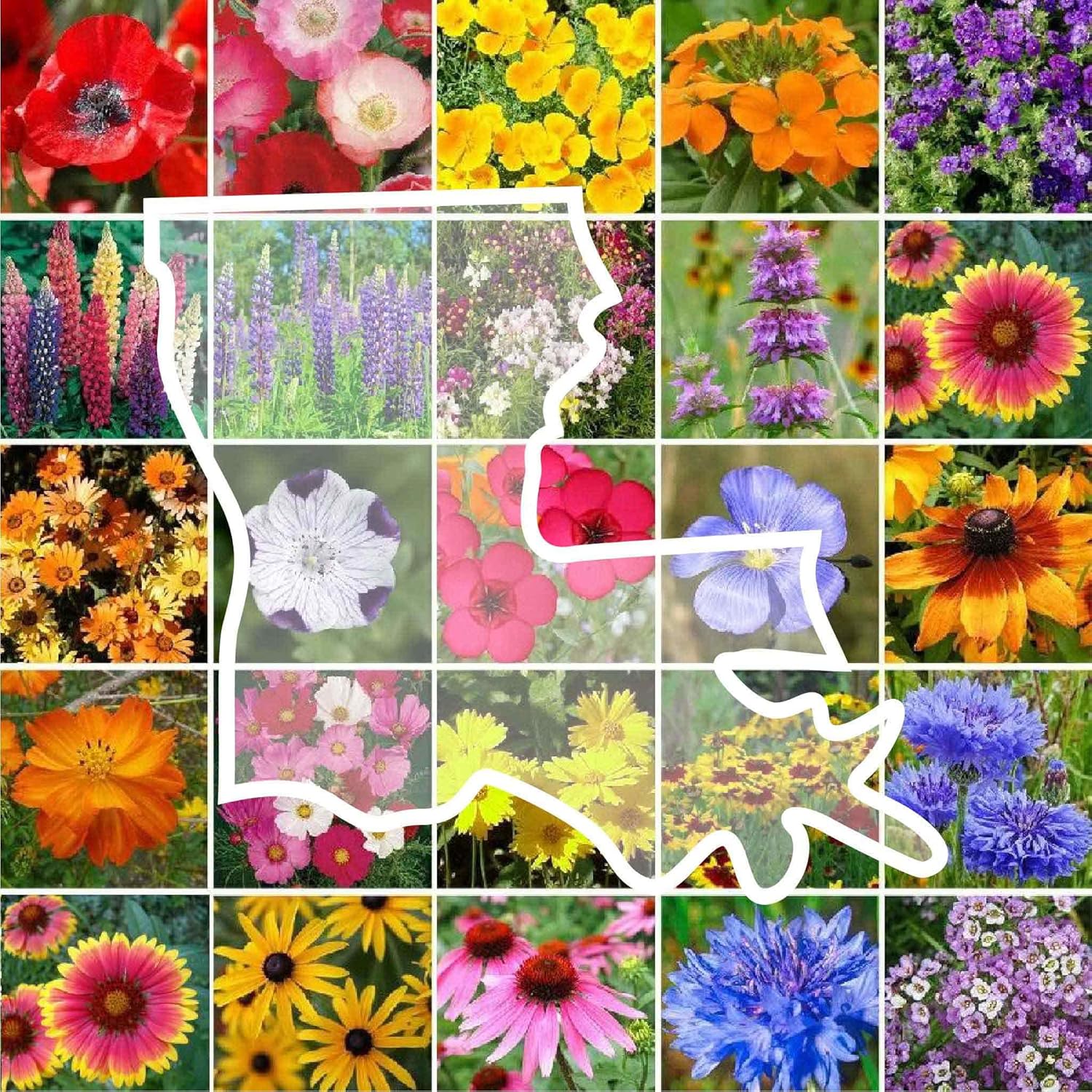 Eden Brothers Louisiana Wildflower Mixed Seeds for Planting