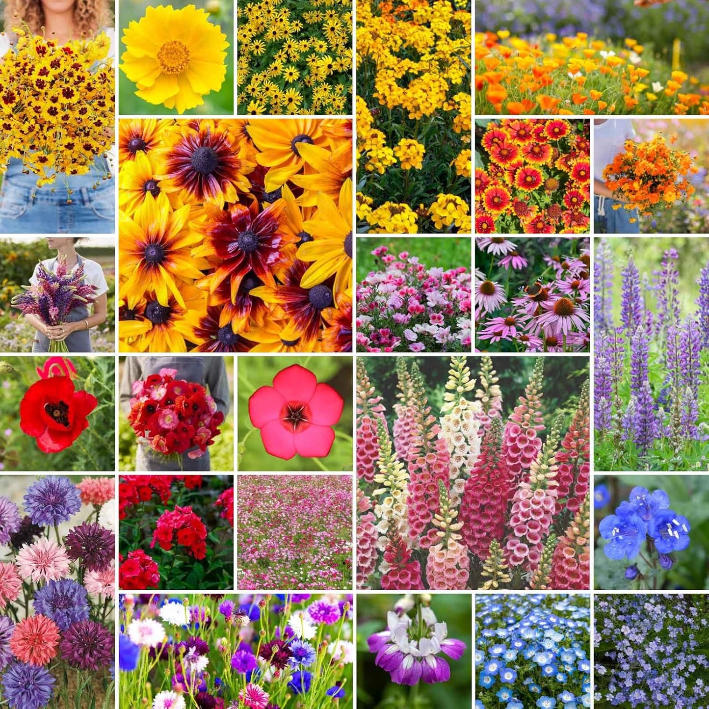 Pacific Northwest Wildflower Mixed Seeds for Planting, 25 lb