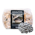 North Spore Organic Blue Oyster Mushroom Plugs for Gourmet Growth