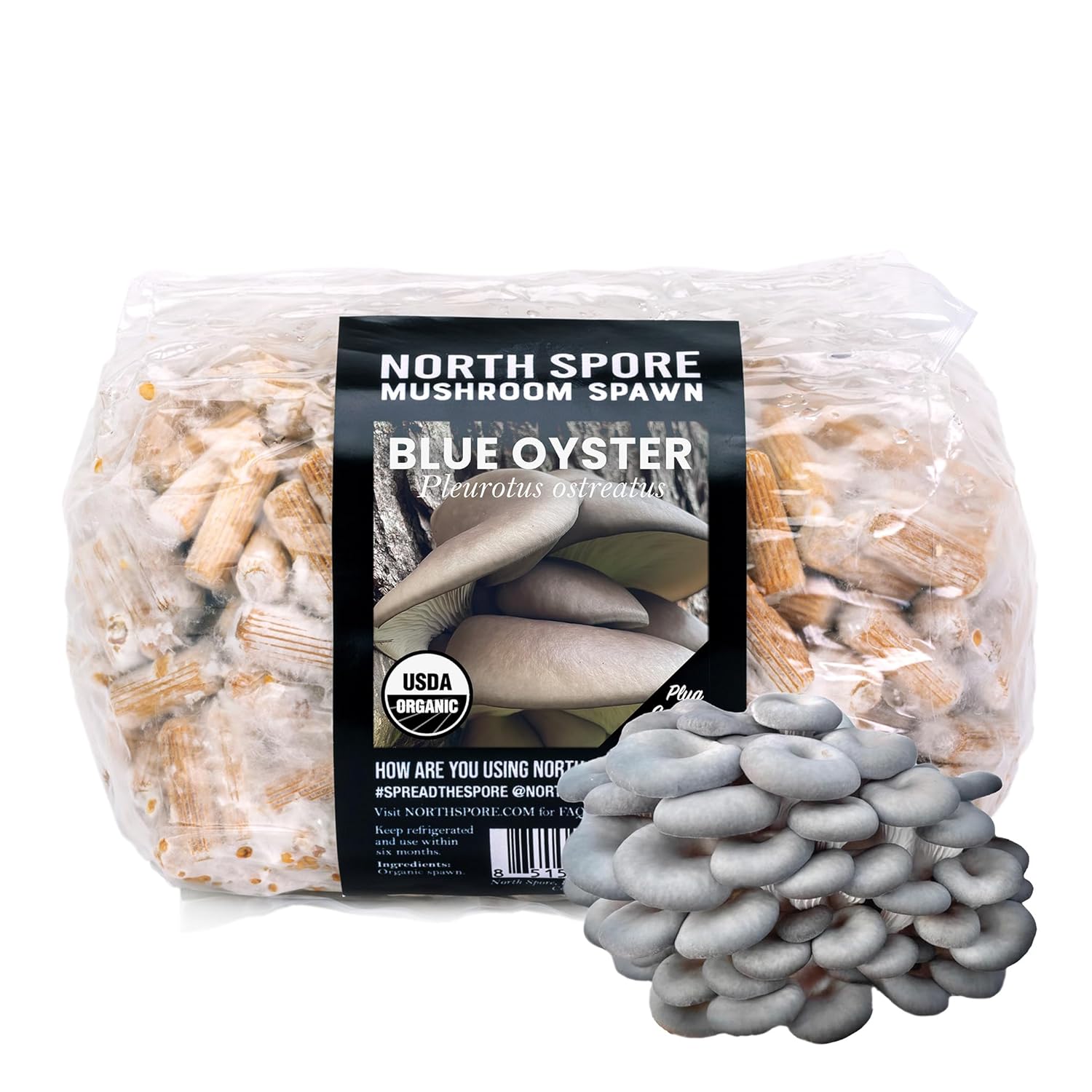 North Spore Organic Blue Oyster Mushroom Plugs for Gourmet Growth