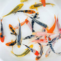Standard Fin Koi 5-6 in, 3 Count - Colorful Pond Fish
