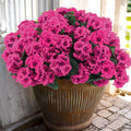 Artificial Geranium Flowers 12 Pcs - Realistic UV Resistant Outdoor