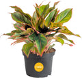 Chinese Evergreen Live Plant Aglaonema 14-in - Easy Care Low Light