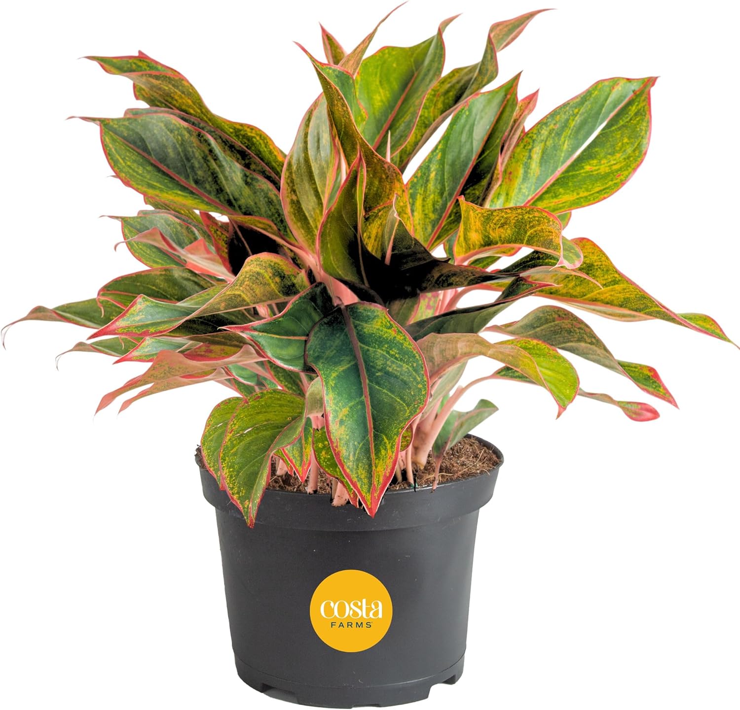 Chinese Evergreen Live Plant - Easy Care Low Light Houseplant