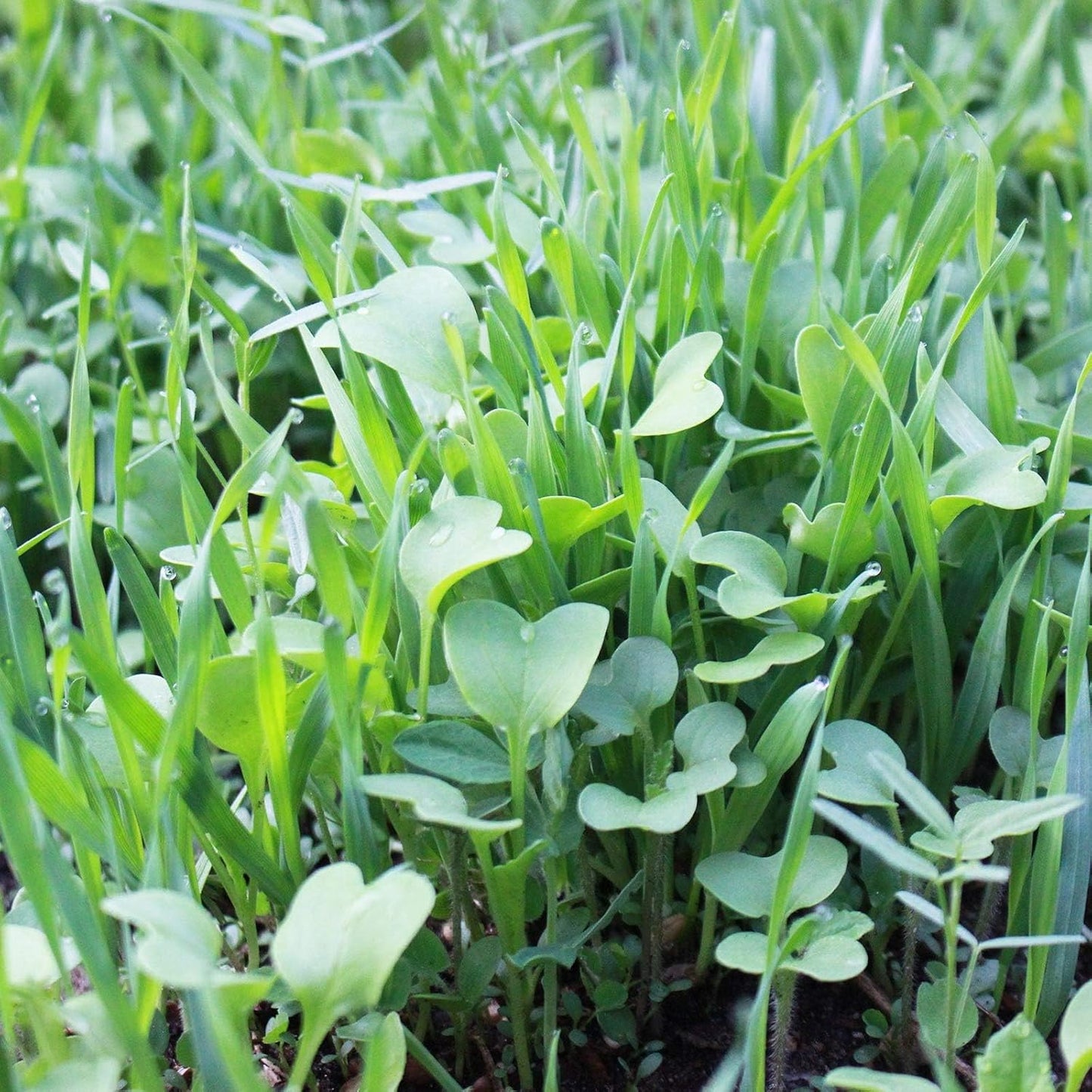 No-Till Farm and Garden Cover Crop Mix Seeds for Soil Health