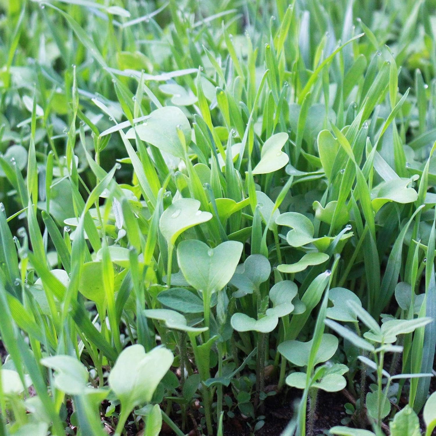 No-Till Farm and Garden Cover Crop Mix Seeds for Soil Health