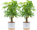 Money Tree Live Plants Pack of 2 - Indoor 3-4 ft Pachira