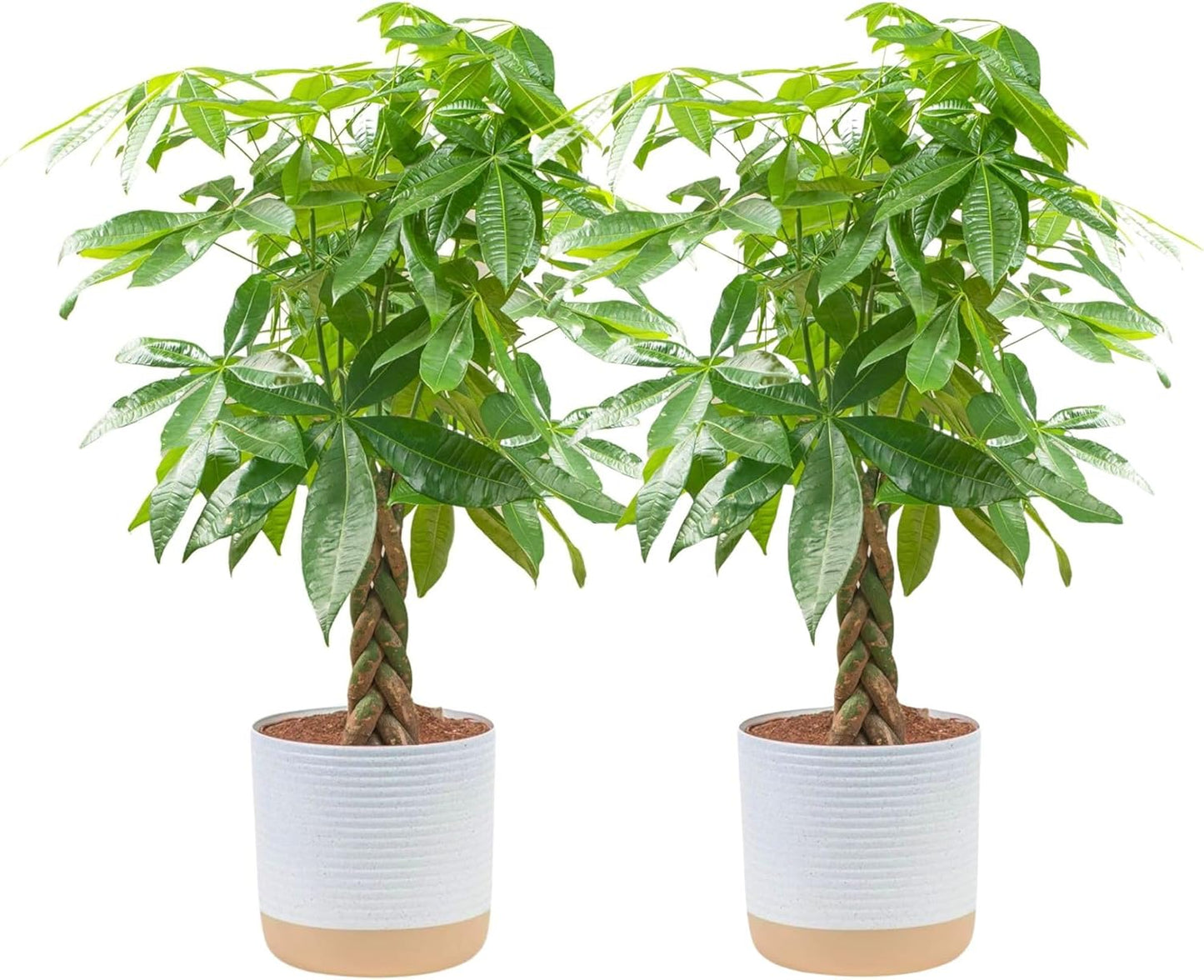 Money Tree Live Plants Pack of 2 for Indoor Decor and Gifts