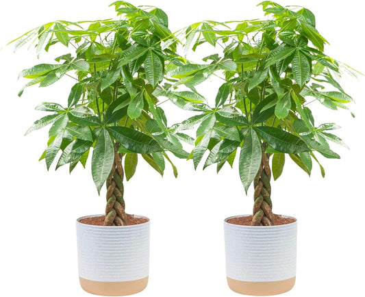 Money Tree Live Plants Pack of 2 for Indoor Decor and Gifts