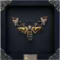 Real Death Head Moth Black Skull Insect Art Shadow Box - Unique Wall