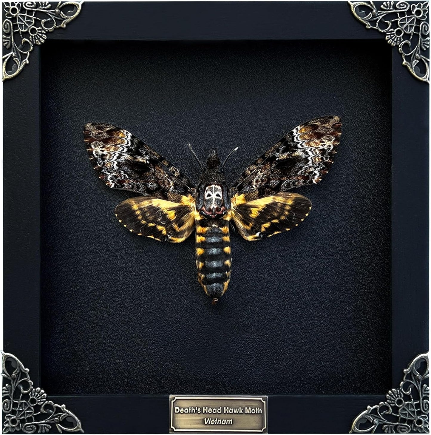 Real Death Head Moth Black Skull Insect Art for Unique Decor