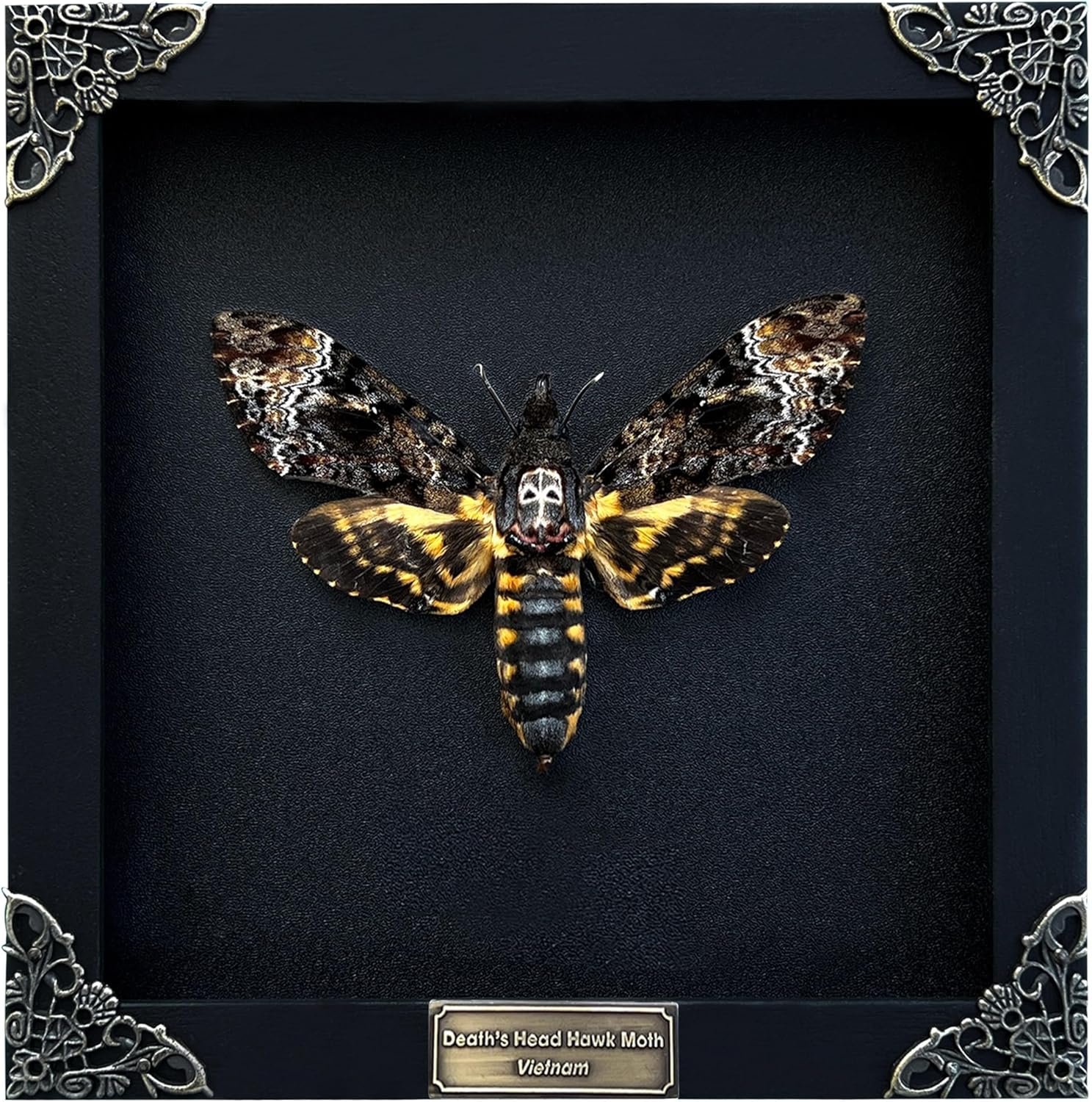 Real Death Head Moth Black Skull Insect Art for Unique Decor