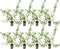 Blue Daze +10in Live Plant for Indoor Outdoor Use - 8ct