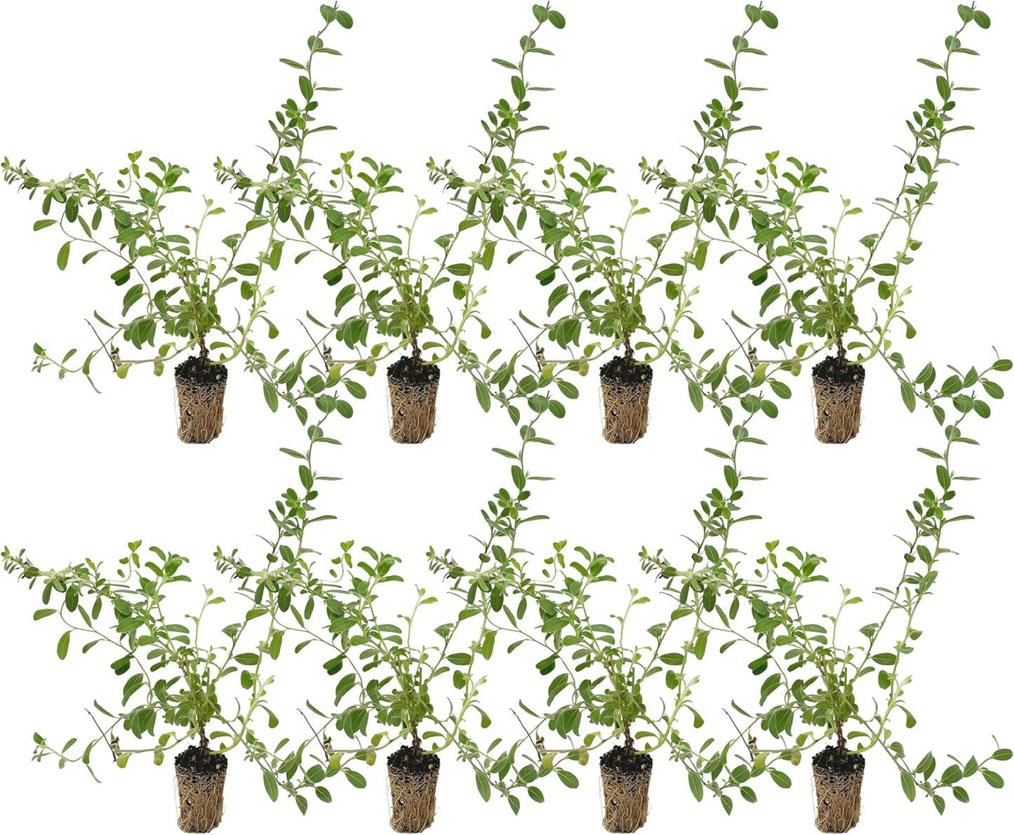 Blue Daze +10in Live Plant for Indoor Outdoor Use - 8ct
