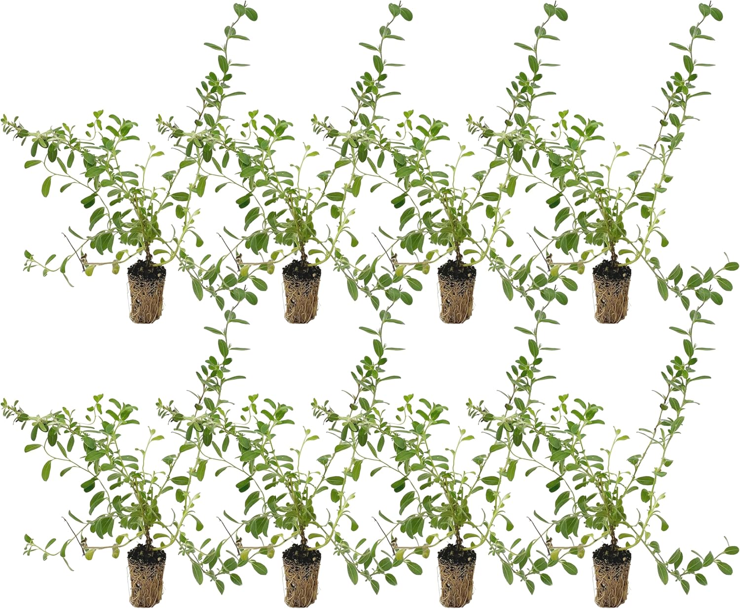 Blue Daze +10in Live Plant for Indoor Outdoor Use - 8ct