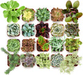 Collectors Succulent Plant Pack Collection - Pack of 20 mini