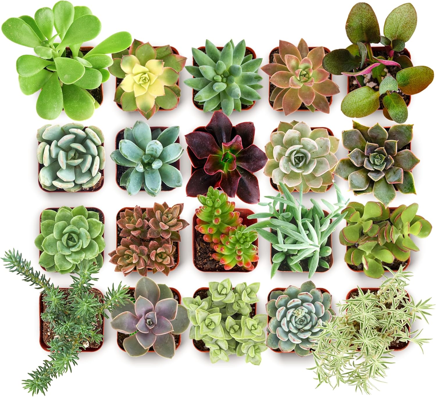 Collectors Succulent Plant Pack Collection - Live Mini Plants
