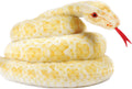 Alba The Albino Burmese Python Plush Snake - 100 in Soft Cuddle
