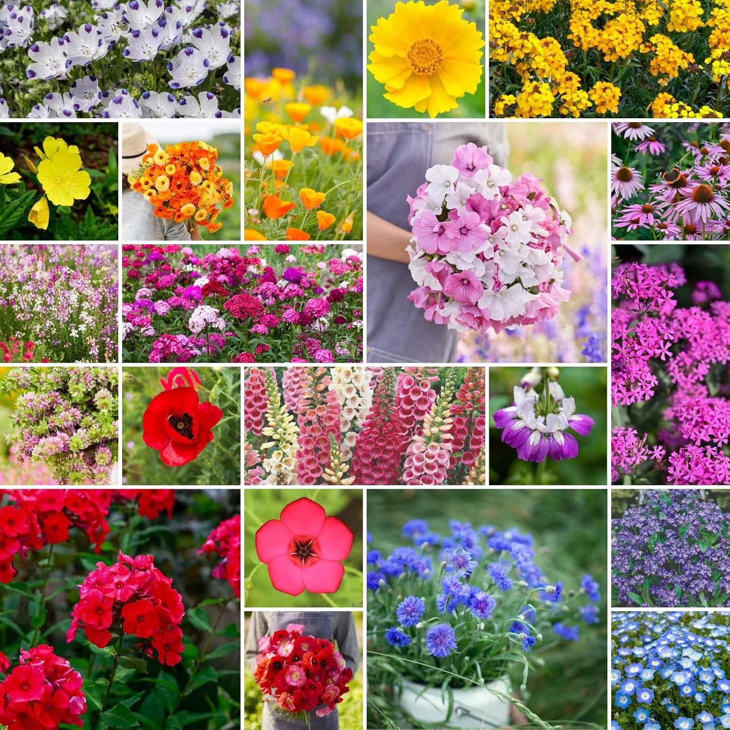 Partial Shade Wildflower Mixed Seeds for Planting - 25 lb Bulk