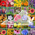Virginia Wildflower Mixed Seeds for Planting - 1 lb of Beauty