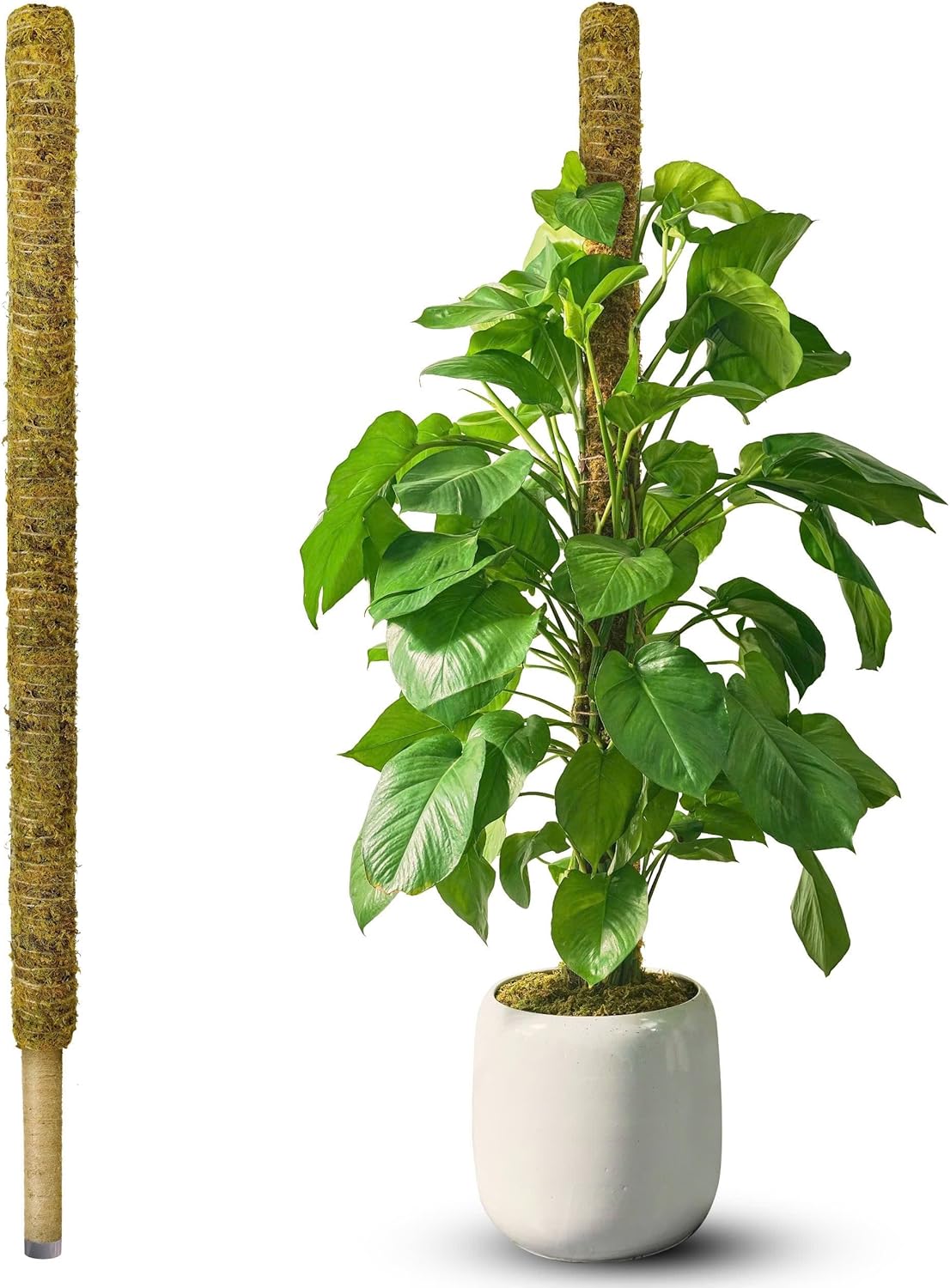 DUSPRO 59 Inch Non-Bendable Moss Pole for Climbing Plants