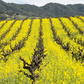 Mustard Cover Crop Seeds for Planting - 5 Lb Bulk for Farmers