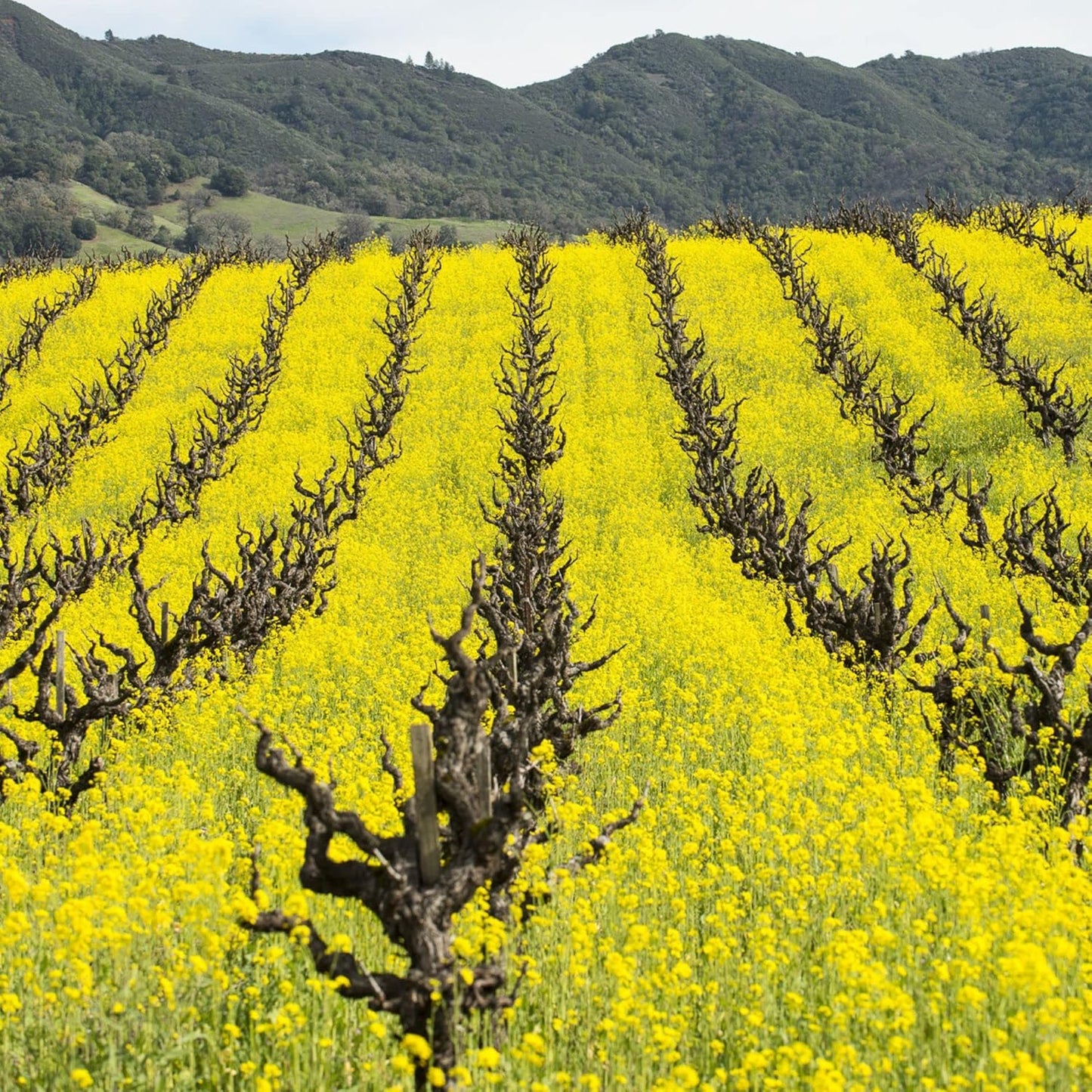 Mustard Cover Crop Seeds for Planting - 5 Lb Bulk for Farmers