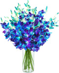Exotic Sapphire Orchid Bouquet of 20 Blue Dendrobiums - Long-Lasting