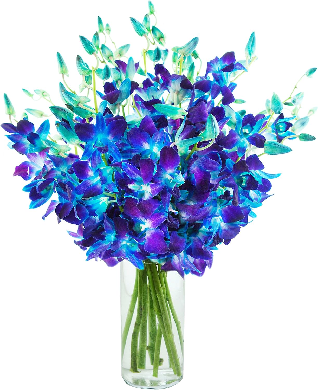 Exotic Sapphire Orchid Bouquet of 20 Fresh Blue Dendrobium