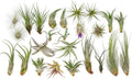 25 Grab Bag Pack Small & Medium Air Plants - Bulk Live Tillandsia