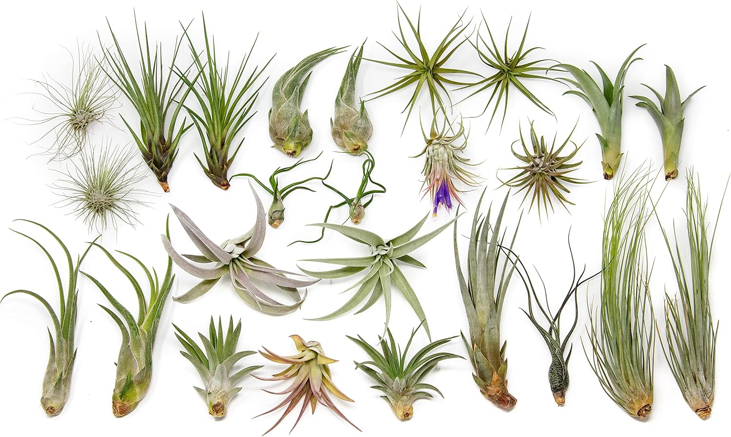 25 Grab Bag Pack of Small & Medium Air Plants for Easy Care