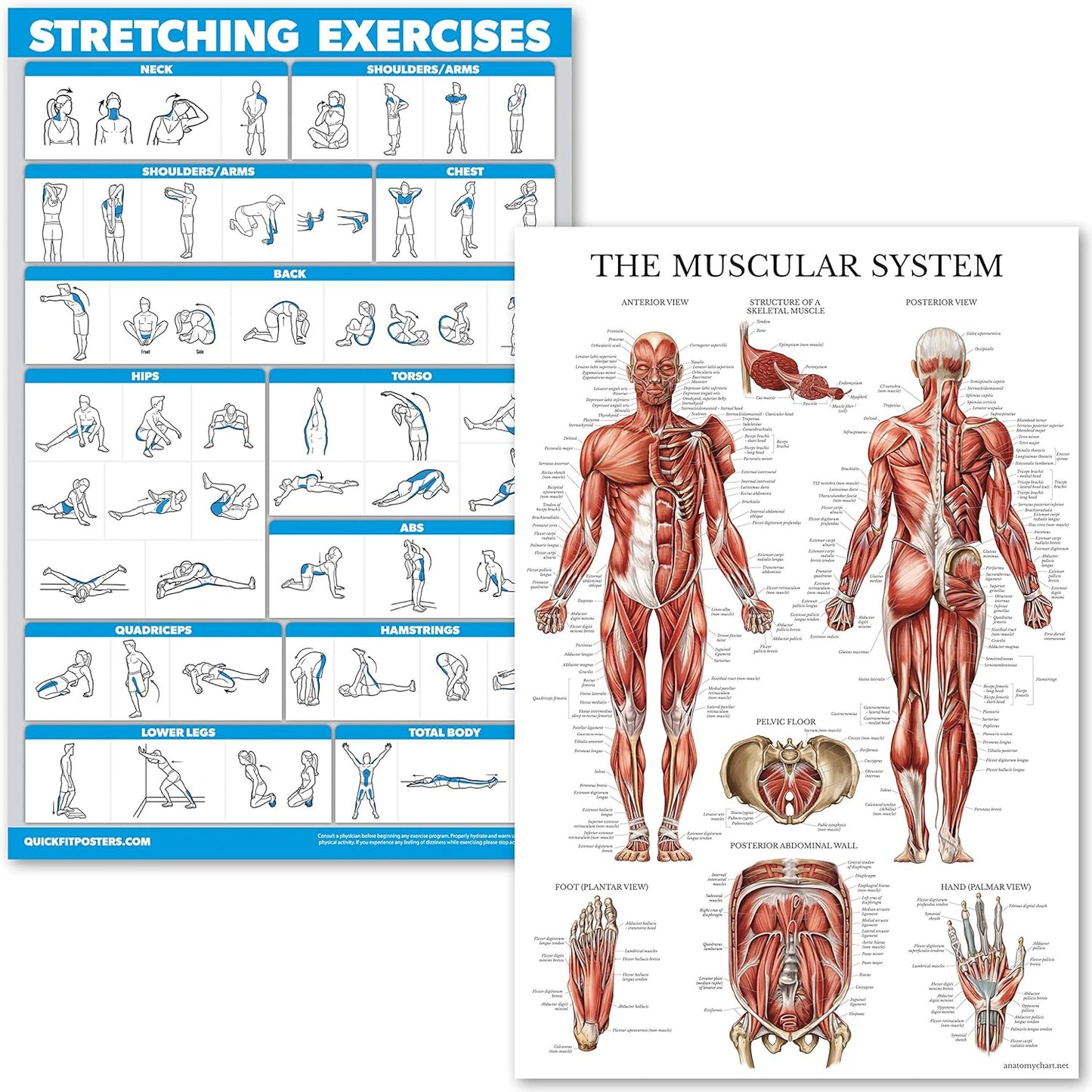 Muscle Anatomy & Stretching Poster Set (2 Charts)