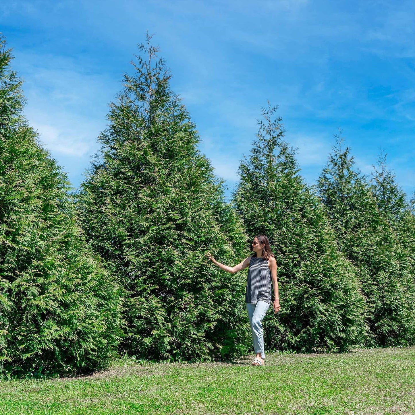 Thuja Green Giant Plant 18-Pack for Lush Privacy Landscaping