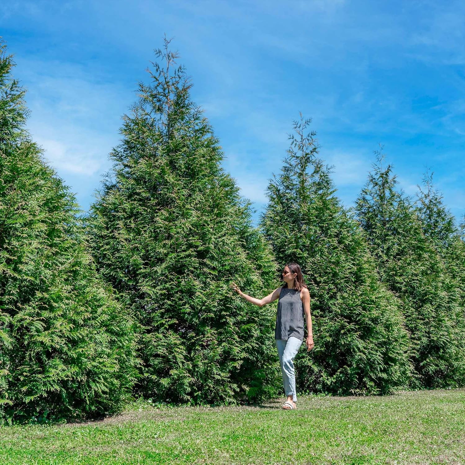 Thuja Green Giant Plant 18-Pack for Lush Privacy Landscaping