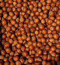 Hazelnuts in-shell, Yamhill Variety 8 lb - Farm-to-Table Snack
