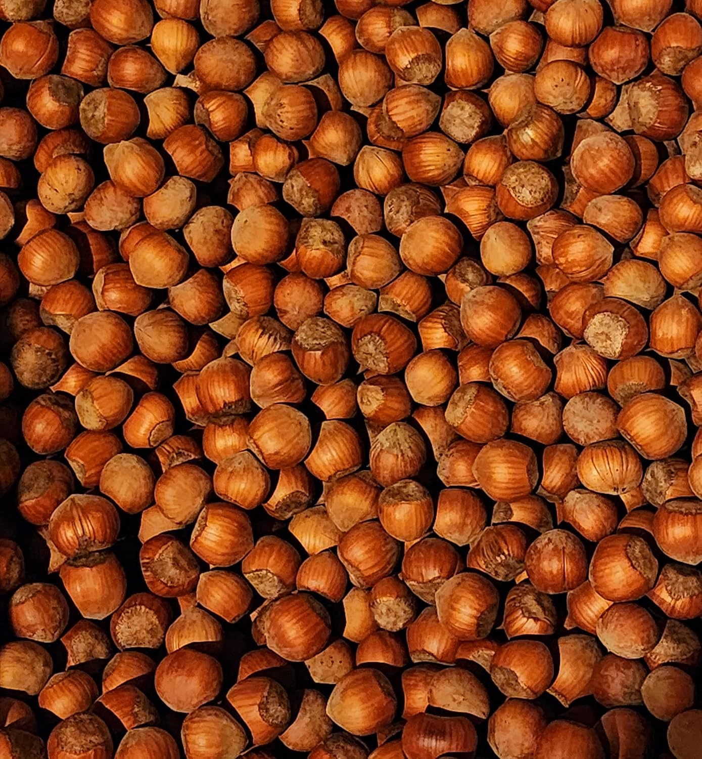 In-Shell Hazelnuts from Family Orchard in Washington State