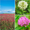 Clover Trio Seed Blend for Soil Enrichment and Cover Crops
