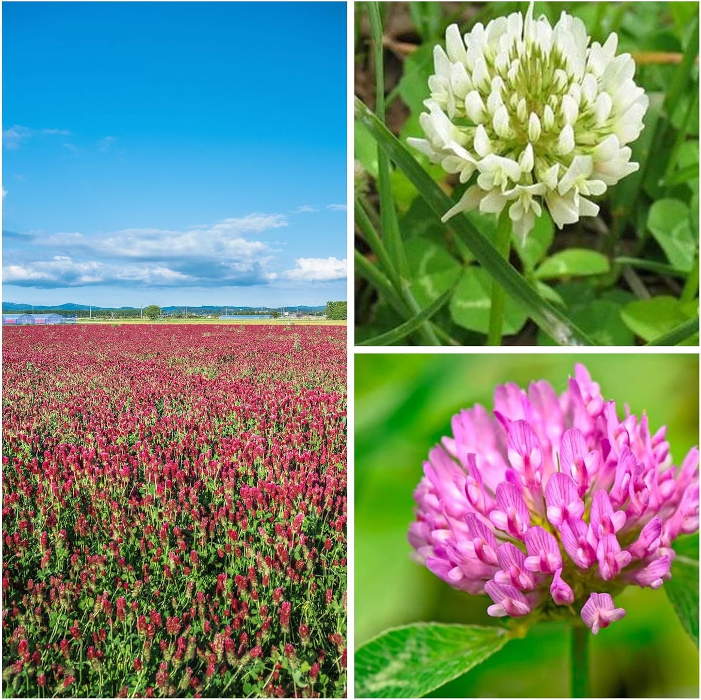 Clover Trio Seed Blend for Soil Enrichment and Cover Crops