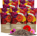 Bulk Zinnia Seeds California Giants Mix - 5 Pounds for Large Blooms