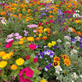 Ferry-Morse Fragrant Mix Bulk Flower Seeds, 1lb - High Coverage Seed