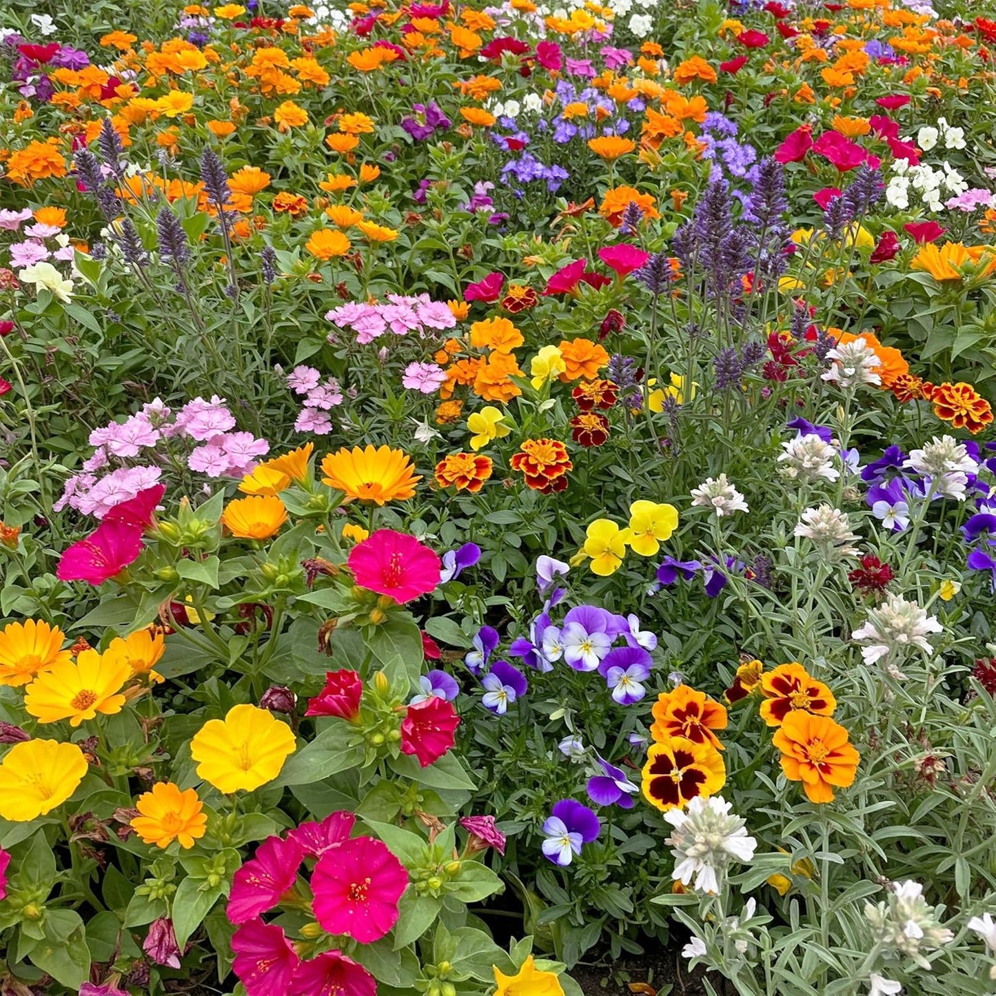 Ferry-Morse Fragrant Mix Bulk Flower Seeds for Vibrant Gardens