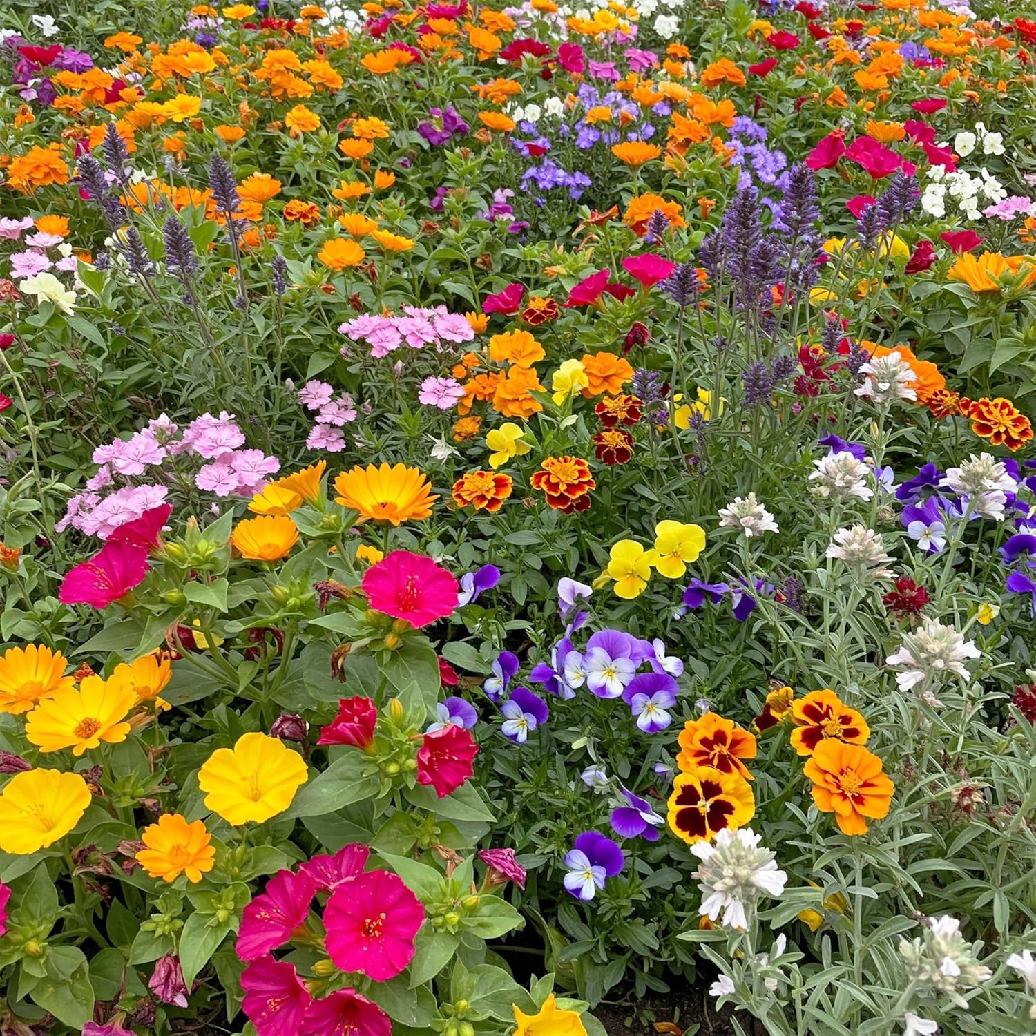 Ferry-Morse Fragrant Mix Bulk Flower Seeds for Vibrant Gardens