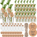 Plant Propagation Stations 48 Pack 4oz Clear Jars - Bulk Propagation