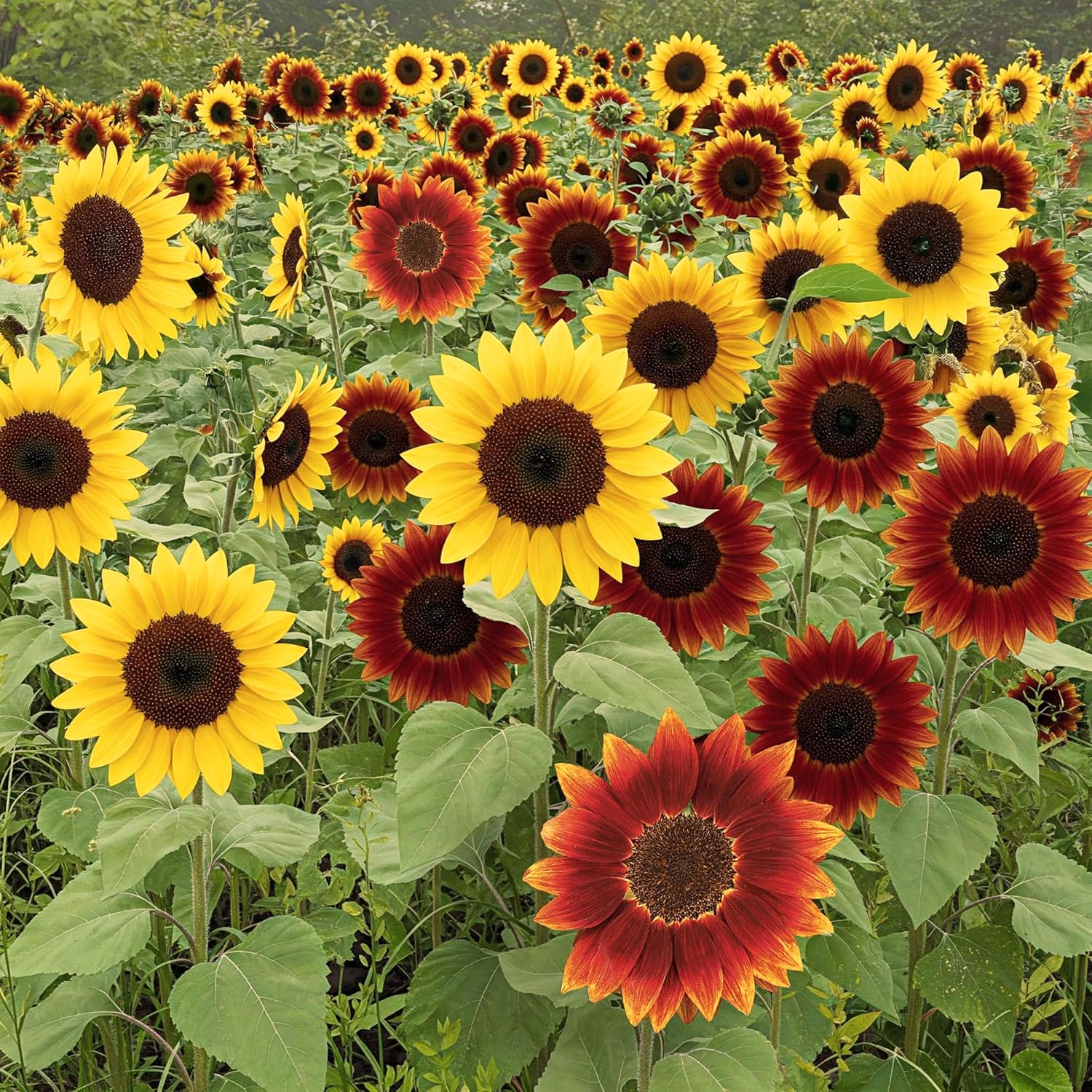 Ferry-Morse Red Shades Mix Bulk Sunflower Seeds for Your Garden