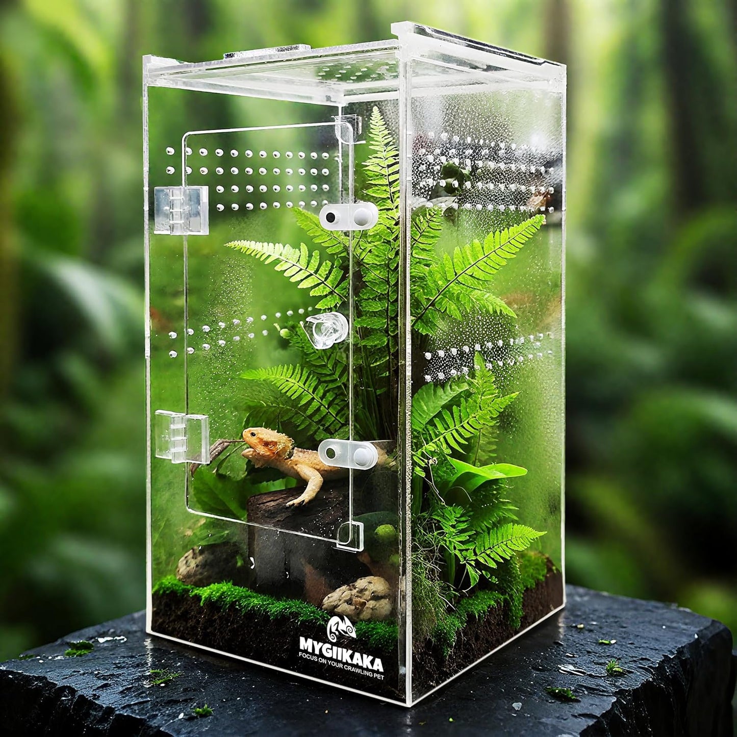 Jumping Spider Enclosure Accessories for Tarantula and More