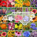 North Carolina Wildflower Mixed Seeds for Planting - Attracts
