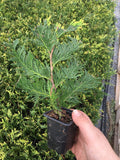 10 Thuja Green Giant Arborvitae 8-12in trees - Hedge and Privacy