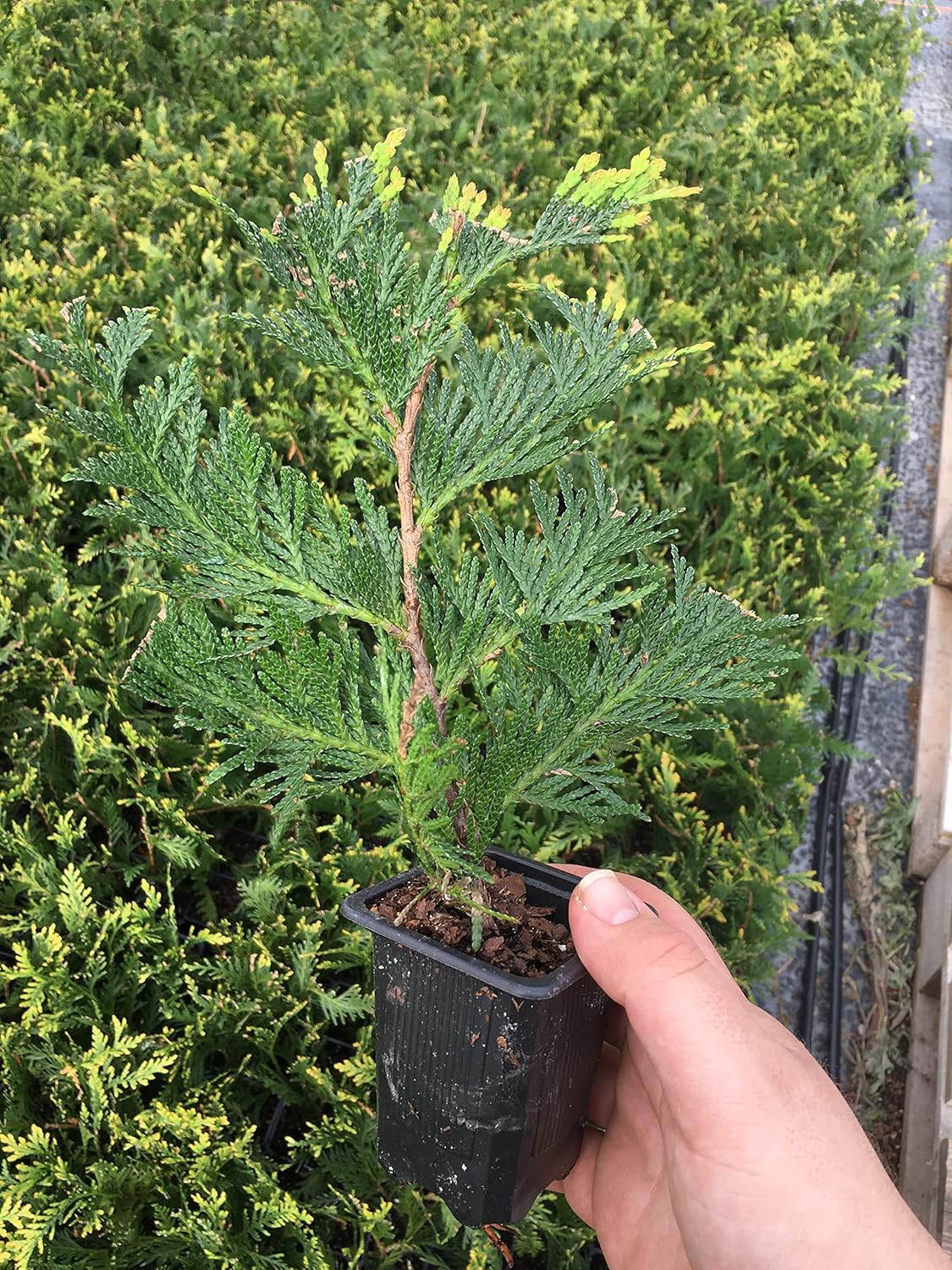 10 Thuja Green Giant Arborvitae Trees for Lush Privacy Fencing