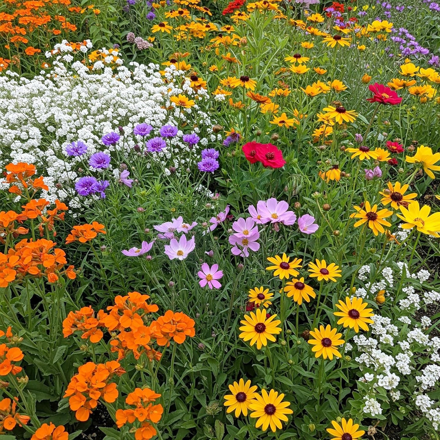 Ferry-Morse Gulf Coast-Caribbean Mix Wildflower Seeds, 1lb