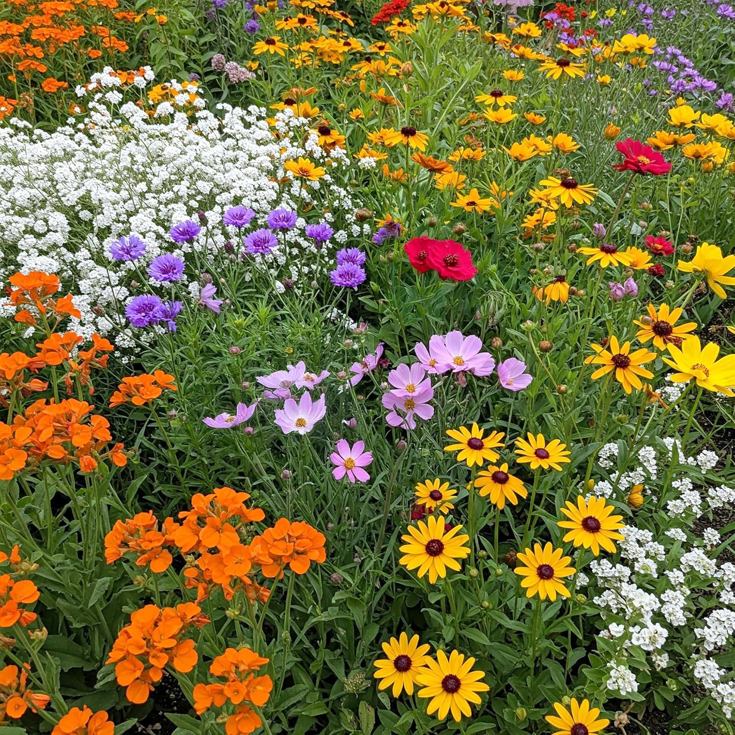 Ferry-Morse Gulf Coast-Caribbean Mix Wildflower Seeds, 1lb